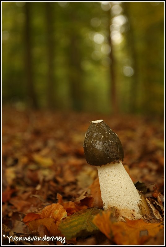grote-stinkzwam-copyright-yvonnevandermey