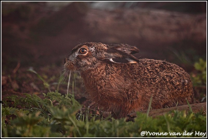haas-in-vroege-ochtend-copyright-yvonnevandermey