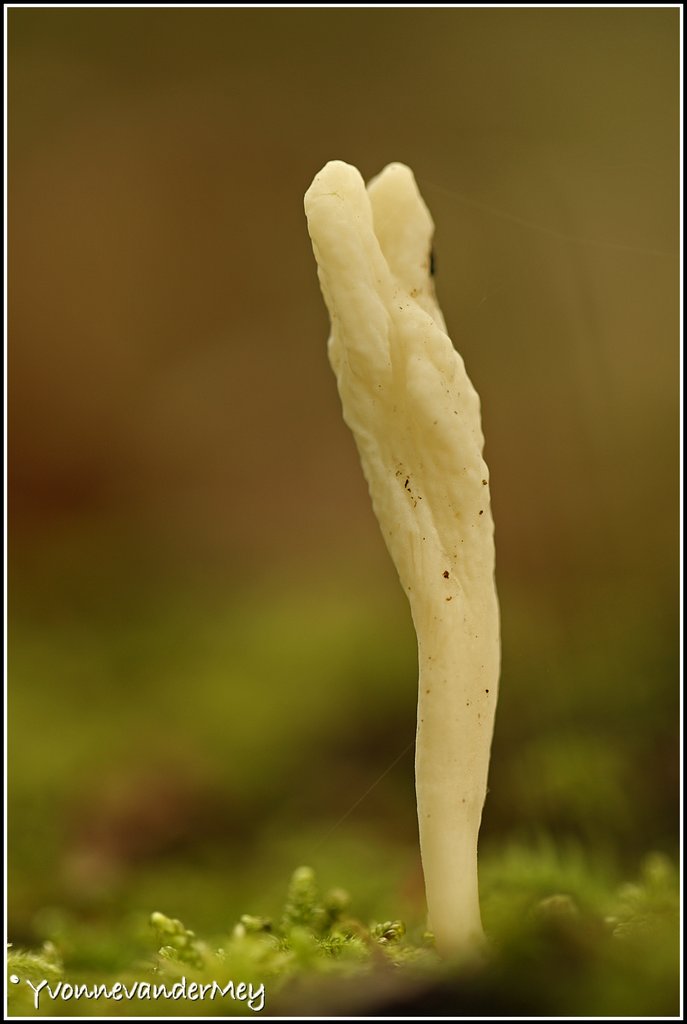 heideknotszwammetje-copyright-yvonnevandermey
