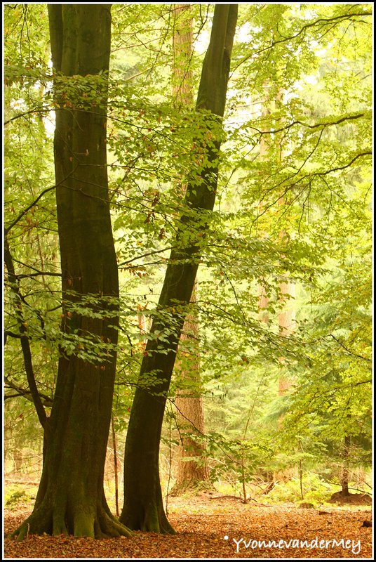 herfstig-speulderbos-copyright-yvonnevandermey