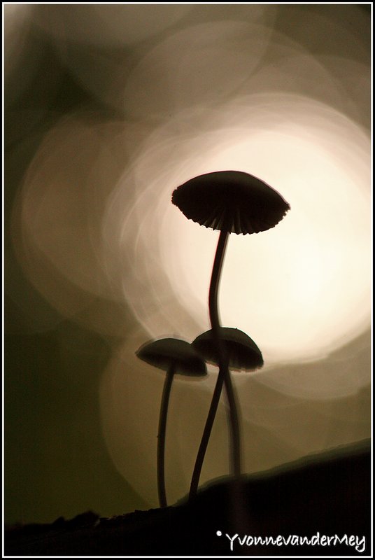 hoogbenige-schoonheid-copyright-yvonnevandermey