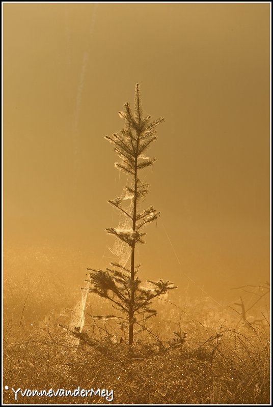 ingepakt-kerstboompje-copyright-yvonnevandermey