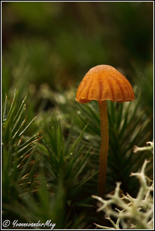 klein-kleiner-kleinst-copyright-yvonnevandermey