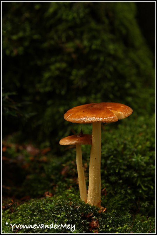 kleine-bruine-paddenstoel-copyright-yvonnevandermey