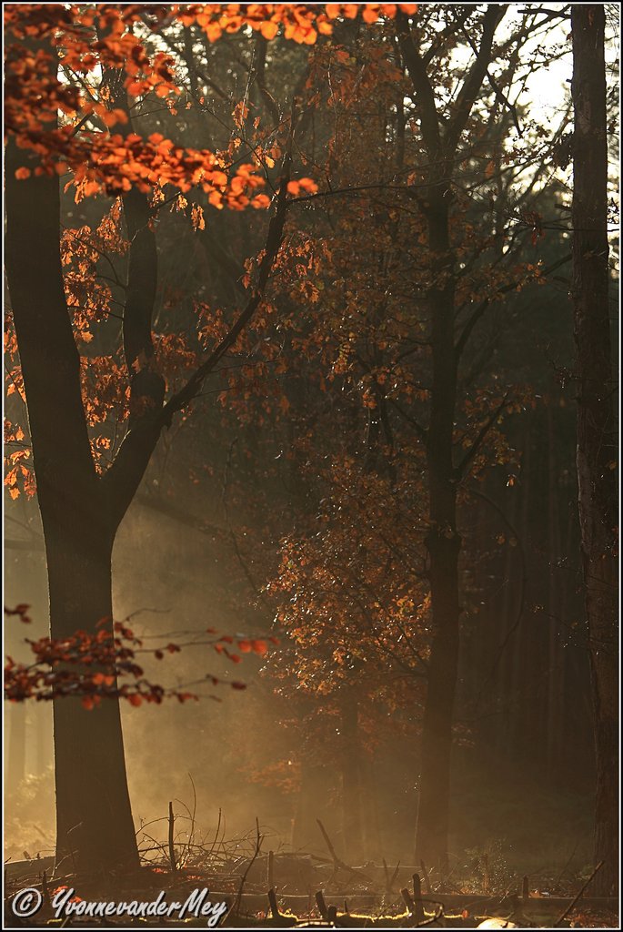 kleurrijke-winterochtend-copyright-yvonnevandermey