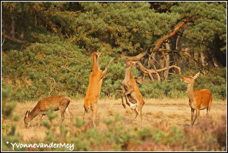 lepelende-hindes-copyright-yvonnevandermey
