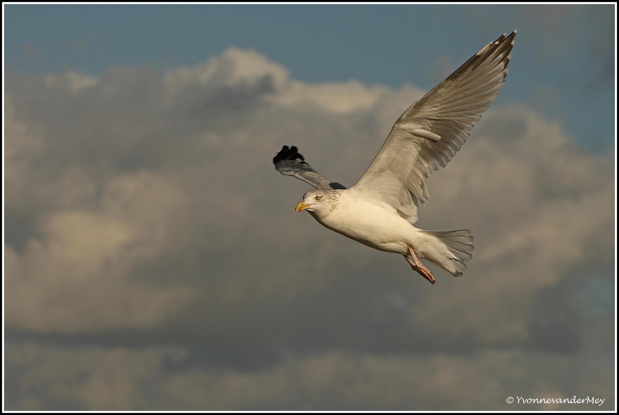 meeuw-in-landing-copyright-yvonnevandermey
