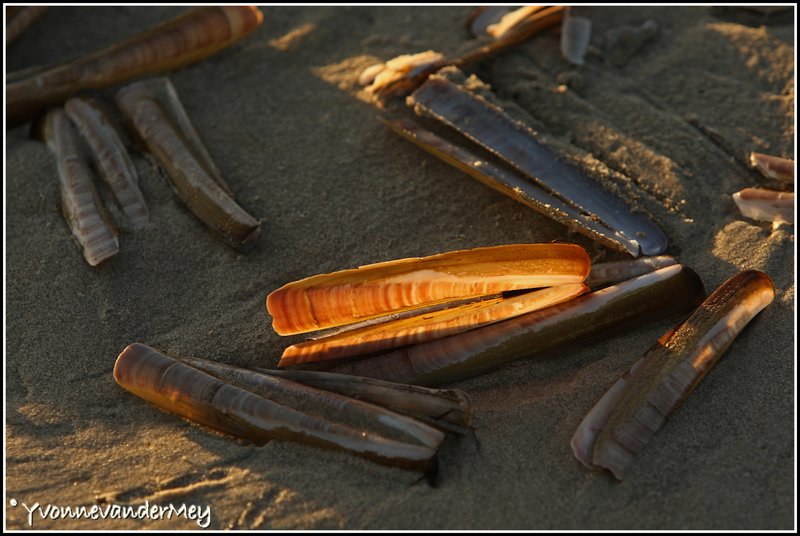 mes-aan-zee-copyright-yvonnevandermey