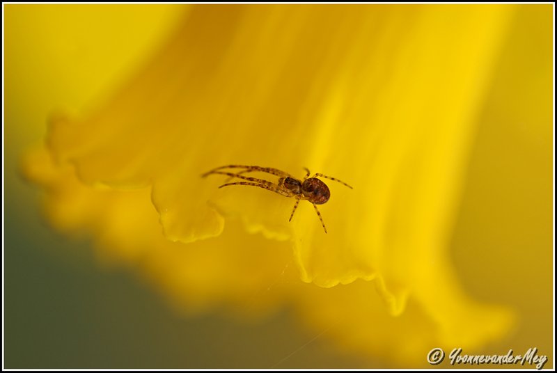 narcis-met-bewoning-copyright-yvonnevandermey