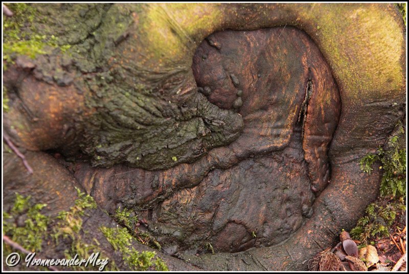 ongeboren-hondje-copyright-yvonnevandermey