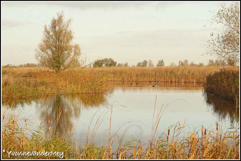 oostvaardersplassen-in-herfskleuren-copyright-yvonnevandermey