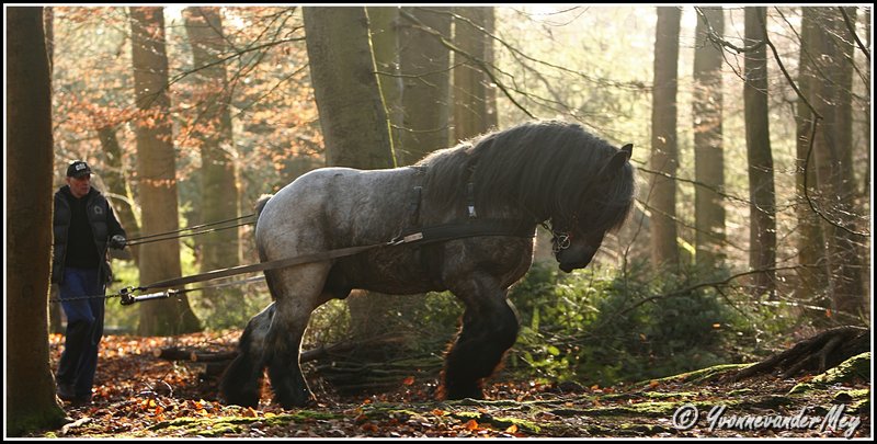 paardenkrachten-copyright-yvonnevandermey
