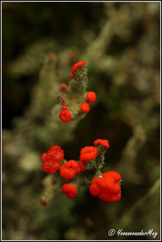 rood-bekermos-copyright-yvonnevandermey