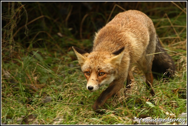 sluiphouding-copyright-yvonnevandermey