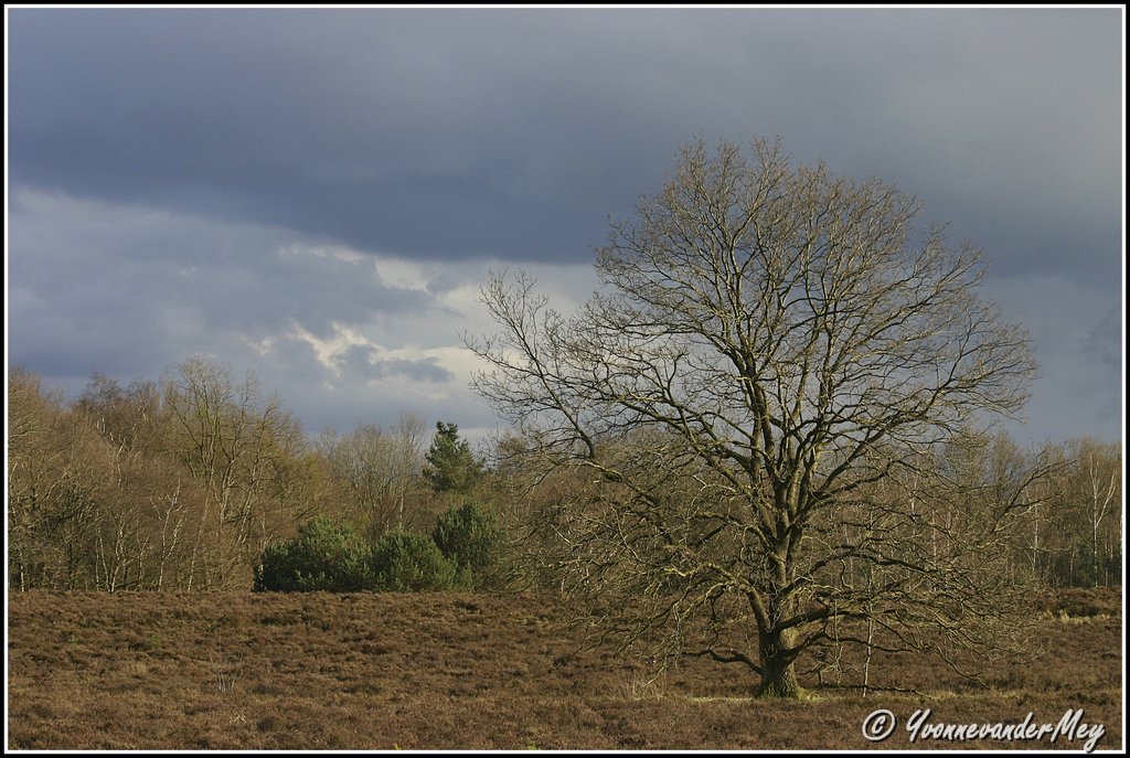 stilte-voor-de-storm-copyright-yvonnevandermey