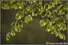 08-regen-copyright-yvonnevandermey 08-regen-copyright-yvonnevandermey