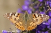 09-distelvlinder-copyright-yvonnevandermey 09-distelvlinder-copyright-yvonnevandermey