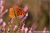 32-gehakkelde-aurelia-copyright-yvonnevandermey 32-gehakkelde-aurelia-copyright-yvonnevandermey