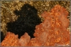 Bejaard-zwerfie-copyright-YvonnevanderMey Bejaard-zwerfie-copyright-YvonnevanderMey