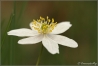 Bosanemoon-copyright-YvonnevanderMey Bosanemoon-copyright-YvonnevanderMey