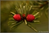 Stralend-rood-copyright-YvonnevanderMey Stralend-rood-copyright-YvonnevanderMey
