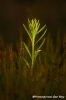 apeldoorns-roosje-copyright-yvonnevandermey apeldoorns-roosje-copyright-yvonnevandermey