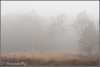berken-in-mist-copyright-yvonnevandermey berken-in-mist-copyright-yvonnevandermey