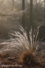 bevroren-gras-copyright-yvonnevandermey bevroren-gras-copyright-yvonnevandermey