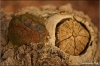 boomkunst-copyright-yvonnevandermey boomkunst-copyright-yvonnevandermey