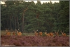burrelklasje-copyright-yvonnevandermey-res burrelklasje-copyright-yvonnevandermey-res