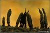 dodemansvingers-copyright-yvonnevandermey dodemansvingers-copyright-yvonnevandermey