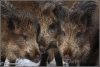 drie-overlopers-copyright-yvonnevandermey drie-overlopers-copyright-yvonnevandermey
