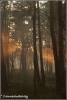 dubbele-zonneharp-copyright-yvonnevandermey dubbele-zonneharp-copyright-yvonnevandermey