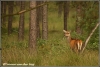 edelherthinde-copyright-yvonnevandermey edelherthinde-copyright-yvonnevandermey