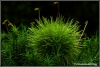 groen-zoekplaatje-copyright-yvonnevandermey groen-zoekplaatje-copyright-yvonnevandermey