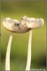 hazenpootje-copyright-yvonnevandermey hazenpootje-copyright-yvonnevandermey