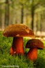 heksenboleet-copyright-yvonnevandermey heksenboleet-copyright-yvonnevandermey