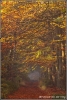herfst-in-de-leuvenumse-bossen-copyright-yvonnevandermey herfst-in-de-leuvenumse-bossen-copyright-yvonnevandermey