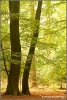herfstig-speulderbos-copyright-yvonnevandermey herfstig-speulderbos-copyright-yvonnevandermey