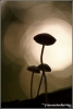 hoogbenige-schoonheid-copyright-yvonnevandermey hoogbenige-schoonheid-copyright-yvonnevandermey