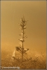 ingepakt-kerstboompje-copyright-yvonnevandermey ingepakt-kerstboompje-copyright-yvonnevandermey