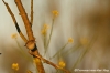 karekiet-copyright-yvonnevandermey karekiet-copyright-yvonnevandermey