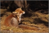 krabbende-vos-copyright-yvonnevandermey krabbende-vos-copyright-yvonnevandermey