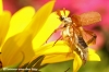 meikever-copyright-yvonnevandermey meikever-copyright-yvonnevandermey