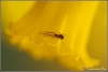 narcis-met-bewoning-copyright-yvonnevandermey narcis-met-bewoning-copyright-yvonnevandermey