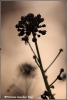 one-drop-copyright-yvonnevandermey one-drop-copyright-yvonnevandermey