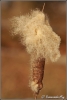 pluizende-lisdodde-copyright-yvonnevandermey pluizende-lisdodde-copyright-yvonnevandermey