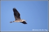 reiger-in-vlucht-copyright-yvonnevandermey reiger-in-vlucht-copyright-yvonnevandermey