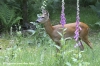 roedeer-in-late-summer-copyright-yvonnevandermey roedeer-in-late-summer-copyright-yvonnevandermey