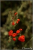 rood-bekermos-copyright-yvonnevandermey rood-bekermos-copyright-yvonnevandermey